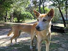 Dingoes