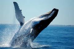 Humpback Whale