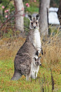 Kangaroo & Joey