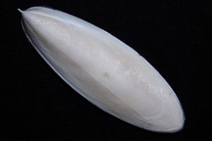 Shell of Cuttlefish