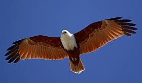 Brahminy Kite