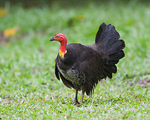 Brush Turkey