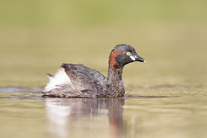 Grebe