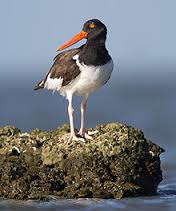 Oystercatcher