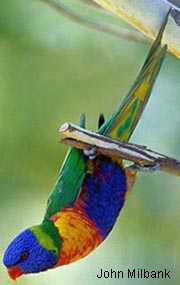 Rainbow Lorikeet