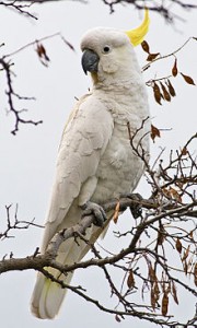 Sulphur-crested Cockatoo