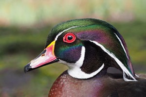 Wood Duck