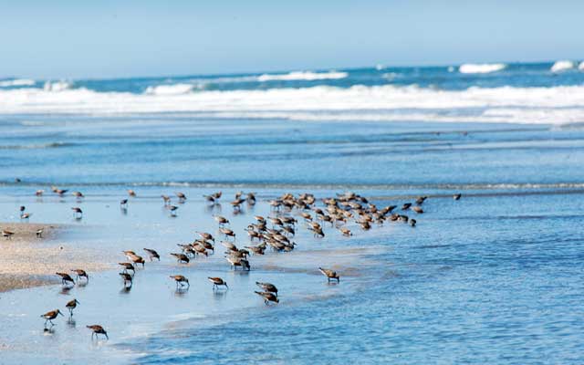 Birds-VA-Eastern-Shore