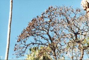 Tree full of Grey Headed Flying Foxes